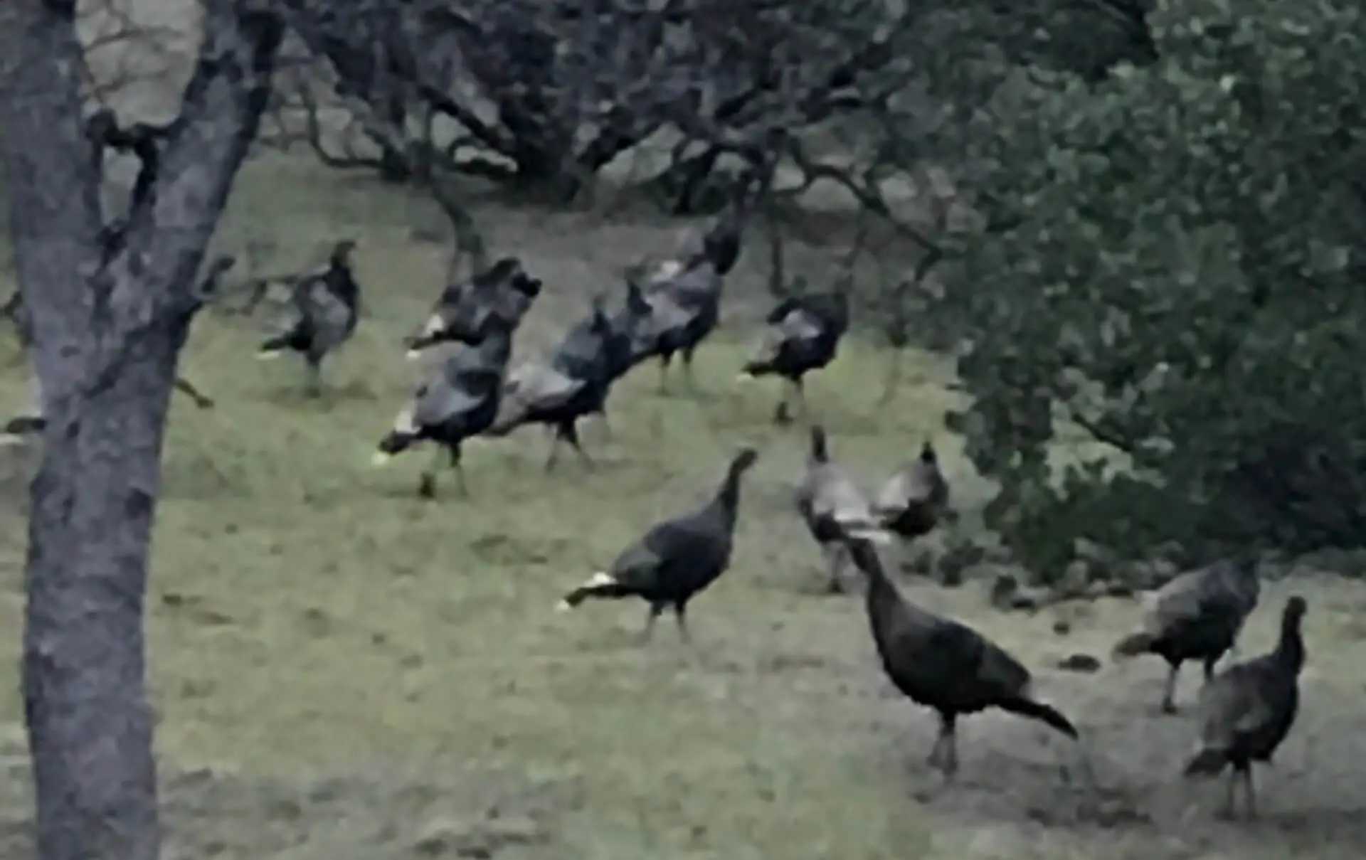 A flock of birds walking in the grass.